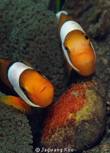 Anemone Fishes With Egg by Jagwang Koo 